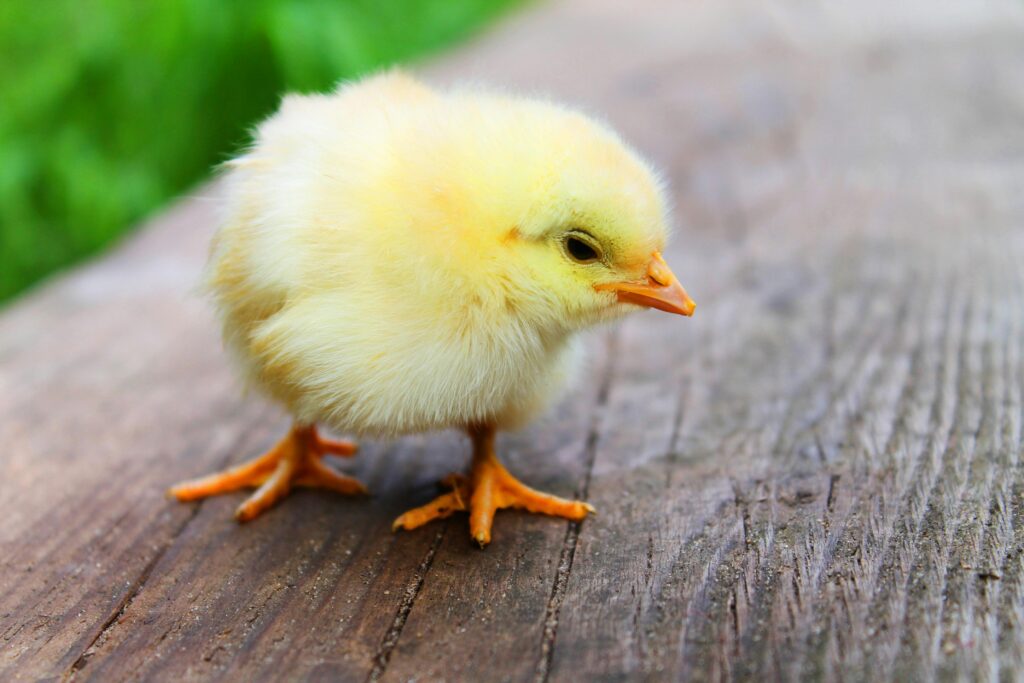 animal-easter-chick-chicken-5145 Close-up of a fluffy yellow chick standing on a wooden surface, showcasing its soft down feathers.
